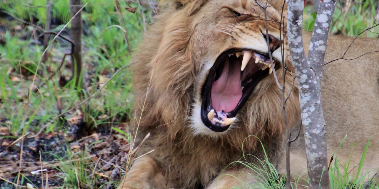 Hunting for Profit? How to Become a Lion, King of the Jungle