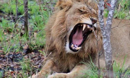 Hunting for Profit? How to Become a Lion, King of the Jungle