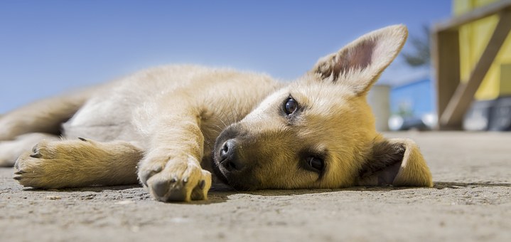 In a Slump? 11 Tips to Succeed in the Dog Days of Summer